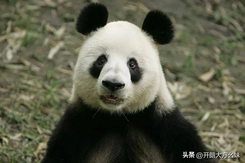 大熊猫科比超话——每天认识一只科比