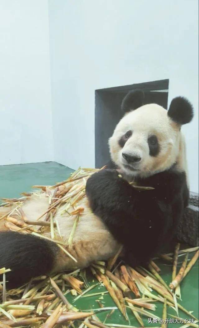 大熊猫科比超话——每天认识一只科比