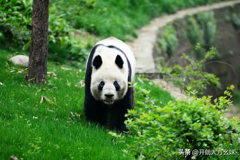 大熊貓科比超話——每天認識一衹科比