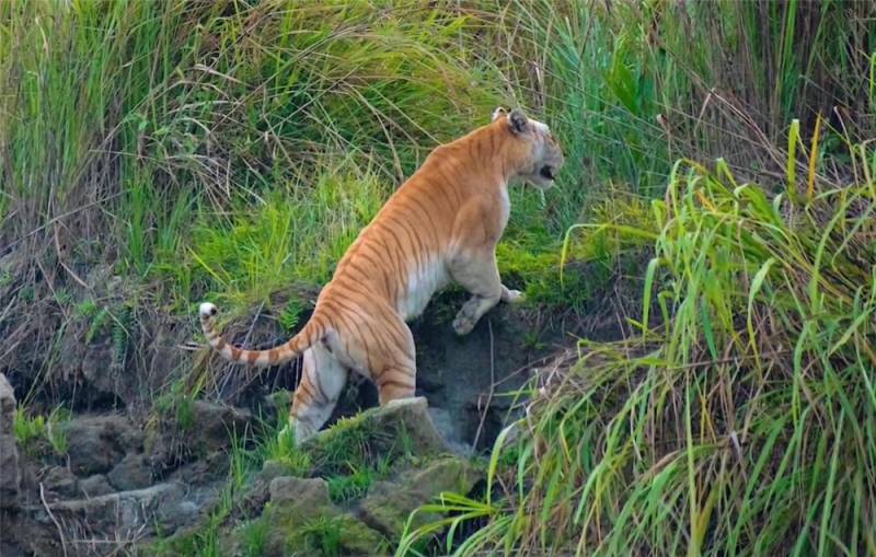 卡齐兰加现全球不足10只金虎，母虎携食野牛踪迹