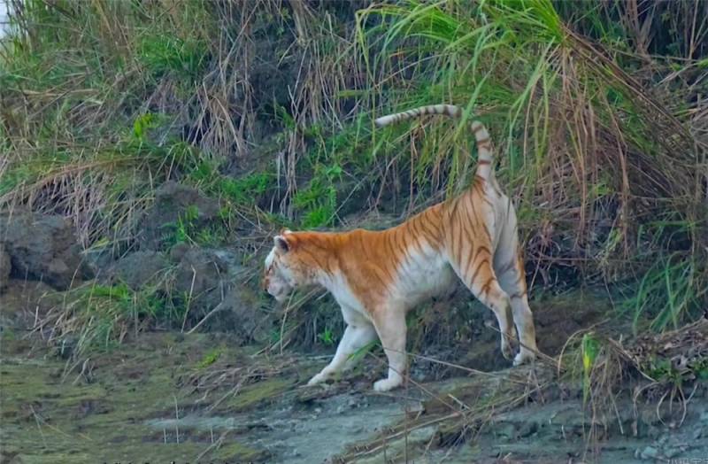 卡齐兰加现全球不足10只金虎，母虎携食野牛踪迹