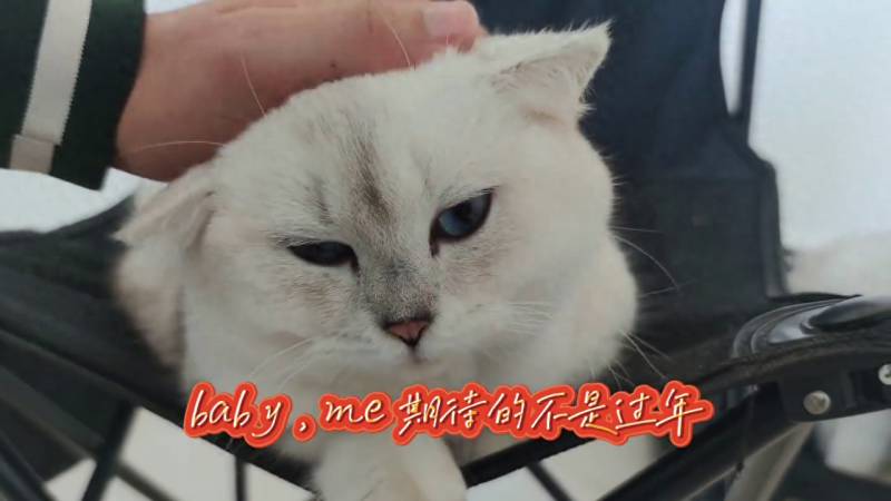 可爱猫咪短视频集锦，萌态小白猫日常大放送 #吸猫时刻