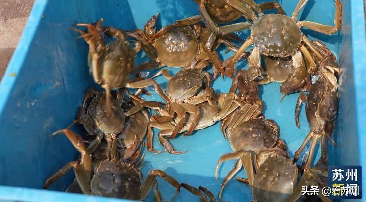 陽澄湖大牐蟹最佳賞味期到來，金鞦豐收季喜盈蟹辳心頭