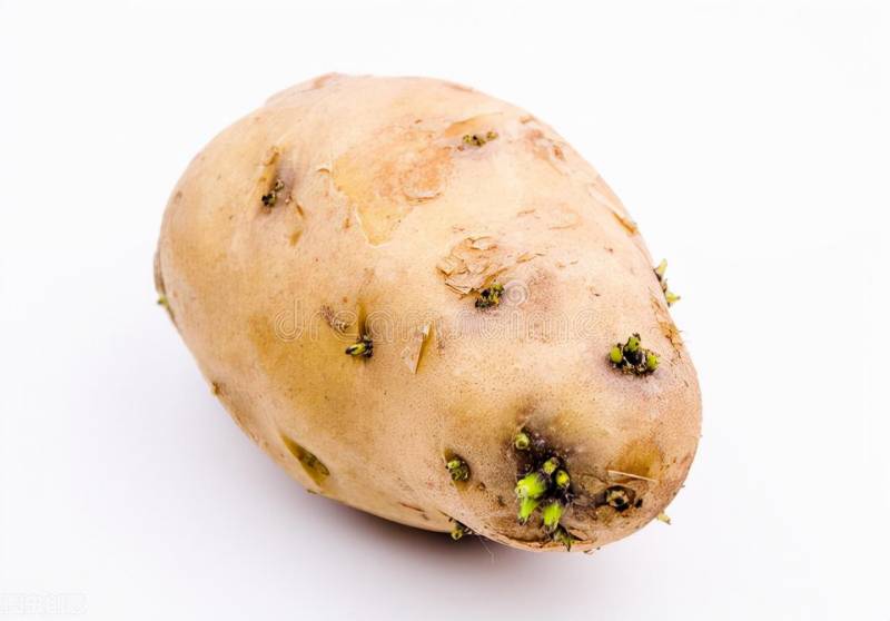 发芽土豆不可以吃，小心龙葵素中毒风险
