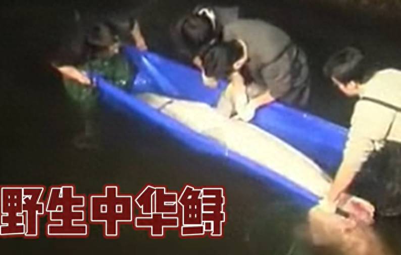 江苏渔民意外捕到野生中华鲟，生命垂危，紧急救治中