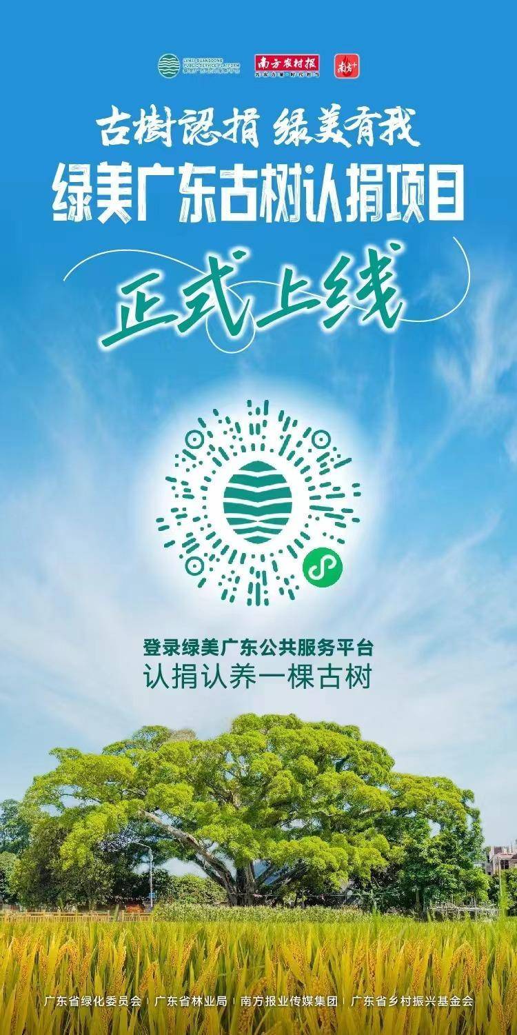 广东启动古树认捐项目，8万余株古树等待社会捐助