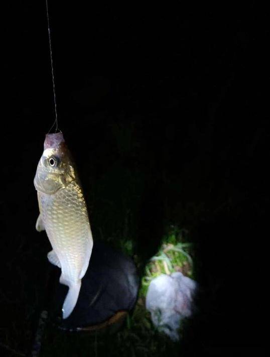 超燃盛夏夜，璀璨星辰下的无限精彩