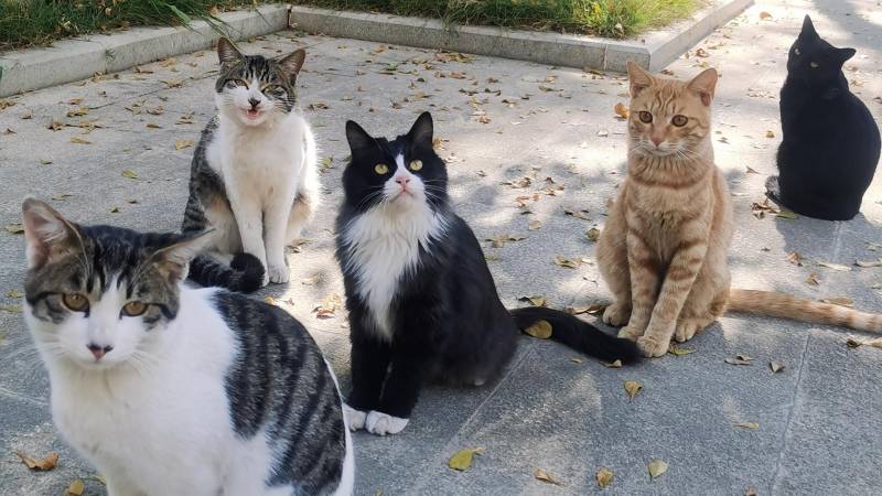 广州猫咪领养，爱心汇聚为流浪猫筑避风港