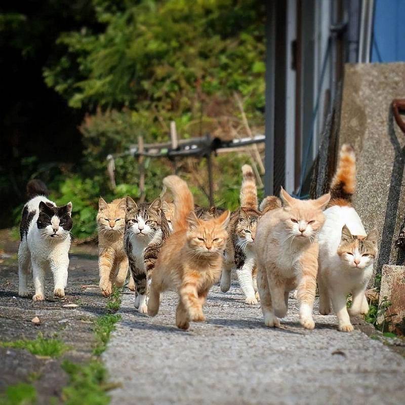 男子吹口哨附近流浪猫秒集结，自发组成捕鼠小队保卫社区粮仓。