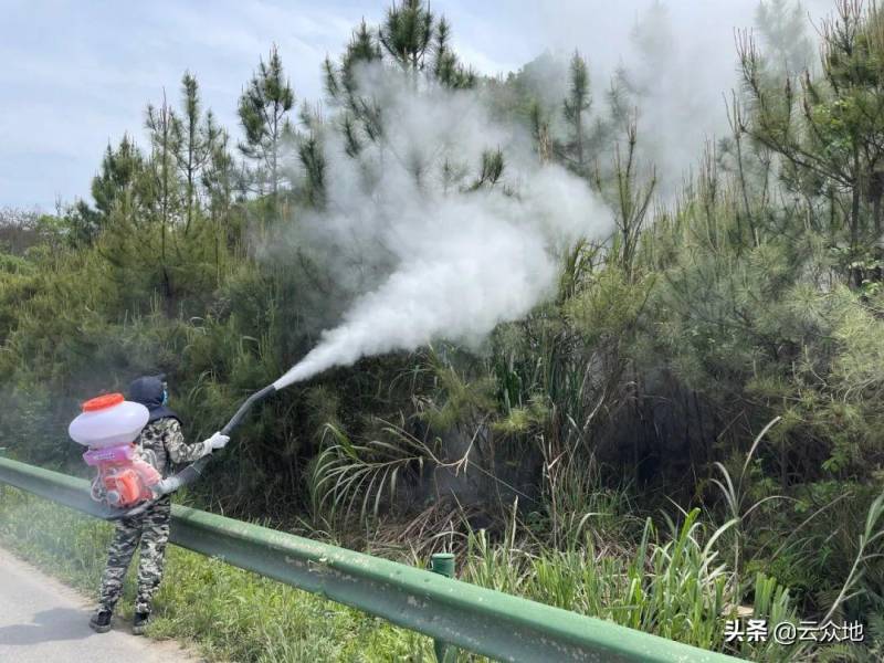 松毛虫的天敌，探索自然与科学的防治之道 