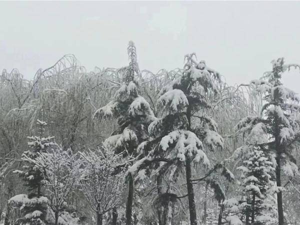 惊喜！昆明下雪啦！冬日美景初现