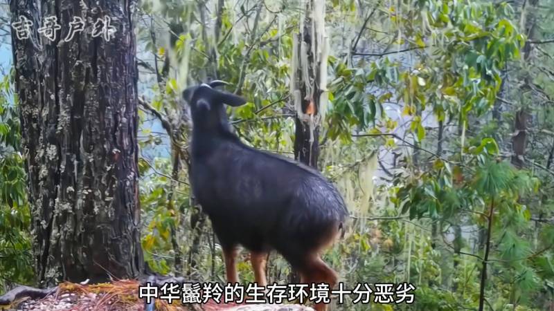 5分钟了解四不像真容，今晚带你认识神奇生物#野生动物探秘