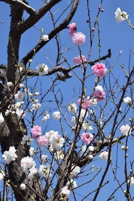 桃花映日出迎接四月，四季流转花语绵延