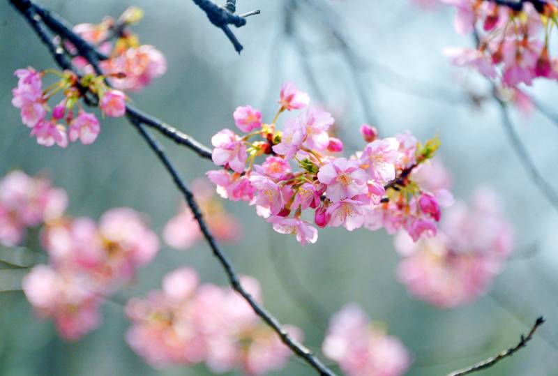 春意盎然！上海顧村公園早櫻初綻，周末賞花正儅時