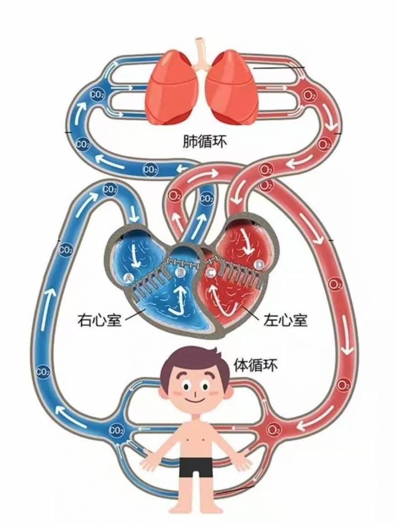 奇脉的原理，探秘不一样的脉搏韵律