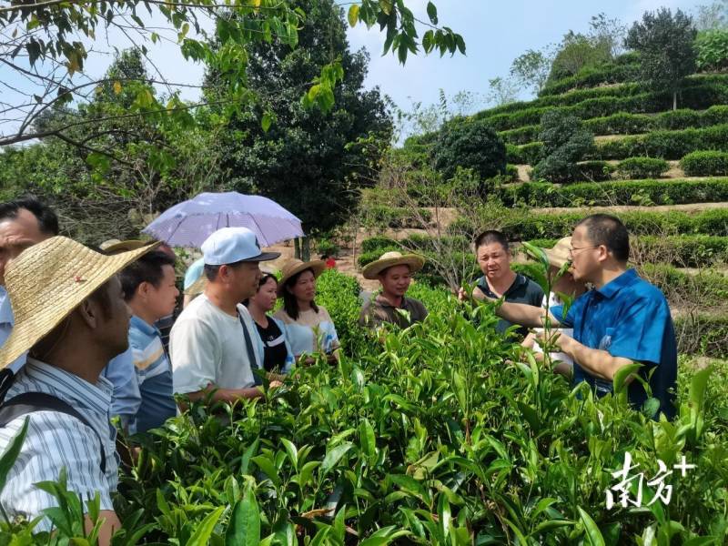 大埔西岩茶，茶园管理培训班助力提质增效