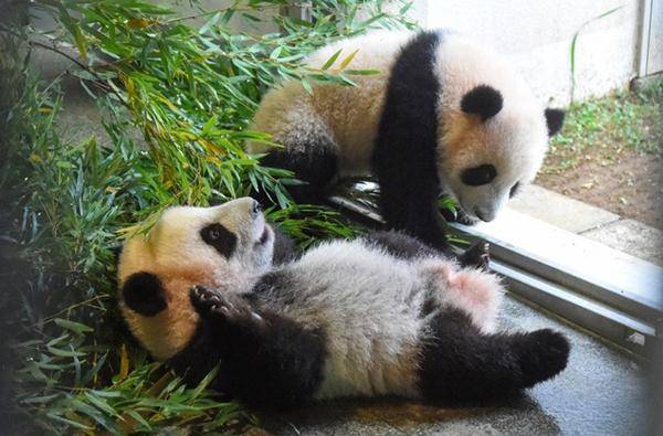 来见面12月21日，国宝级大熊猫幼崽即将亮相动物园