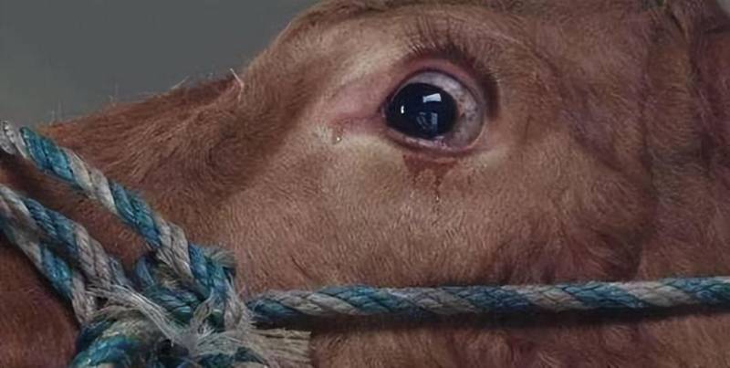 牛在被杀之前，流泪背后的真相何在？