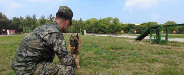 巅峰犬舍，一级功勋犬与训导员的温馨邂逅