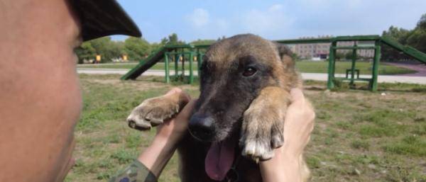 巅峰犬舍，一级功勋犬与训导员的温馨邂逅