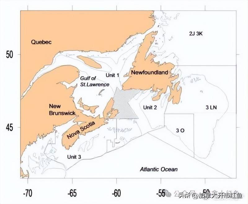  Unit1渔场加拿大红鱼，个头小，口感为何更鲜美？