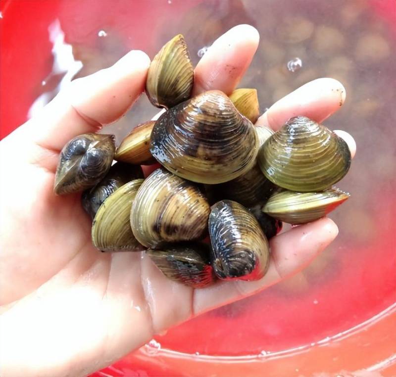 舌尖上的贝类，河蚬，鸭食之选，食客佳肴，不输花甲