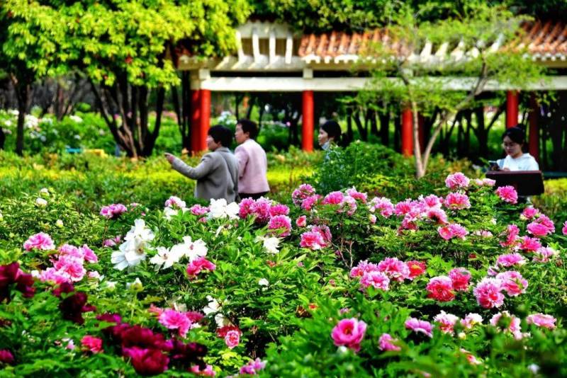 2024春季洛阳中国国花园赏花指南，时间、地点与票价