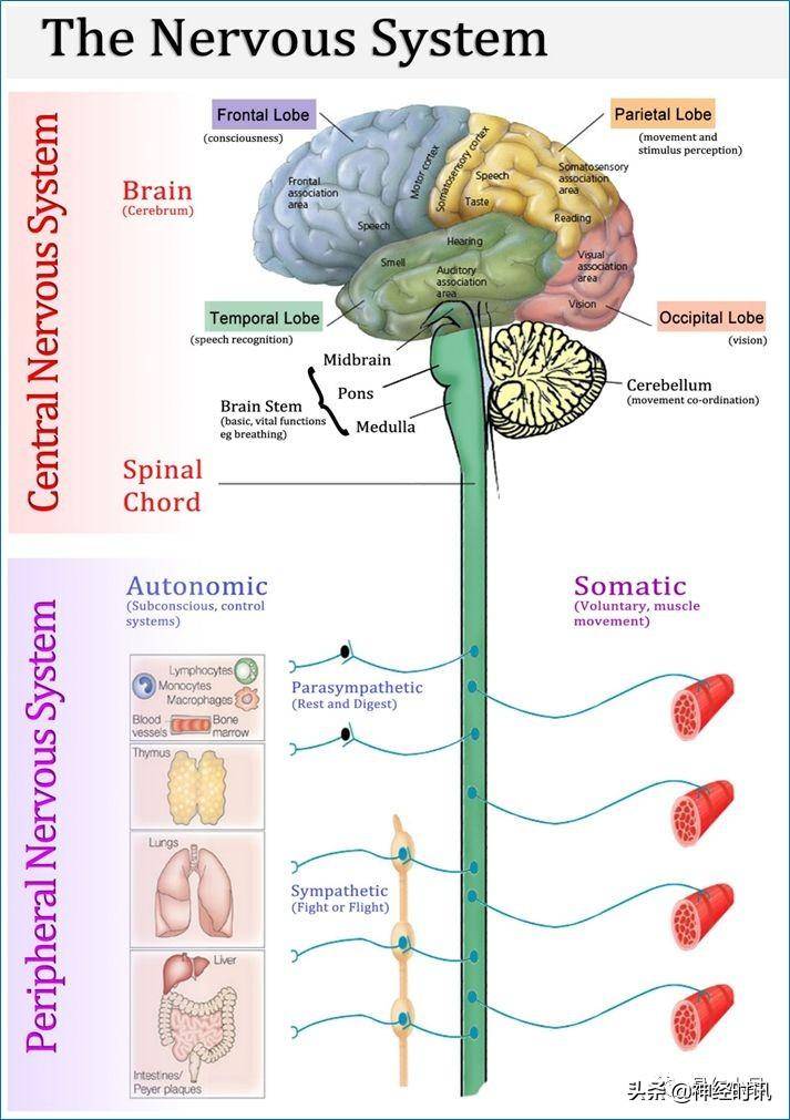 神经解剖学与生理学，高清神经系统全解析