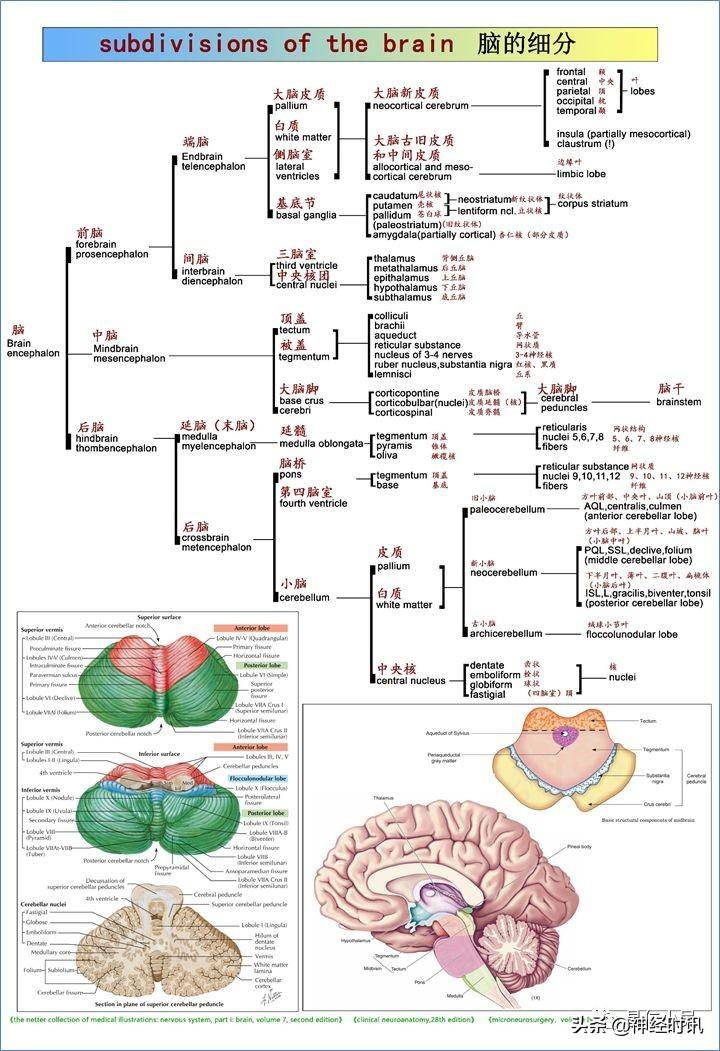 神经解剖学与生理学，高清神经系统全解析