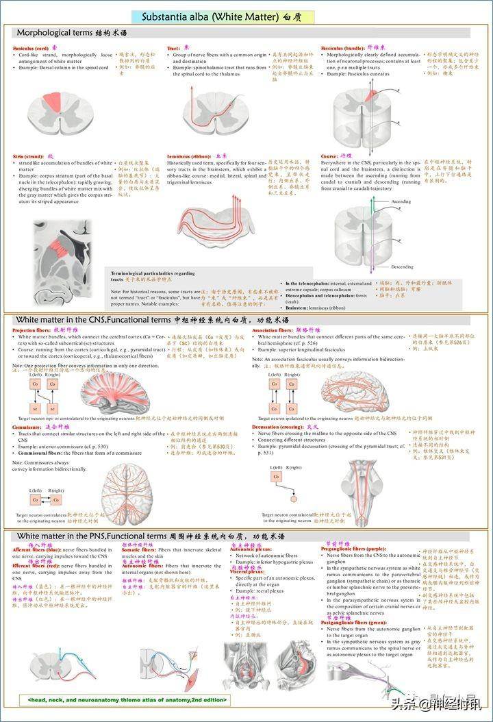 神经解剖学与生理学，高清神经系统全解析