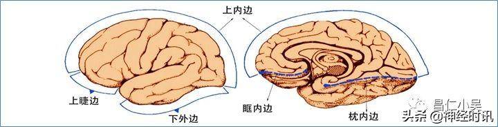 神经解剖学与生理学，高清神经系统全解析