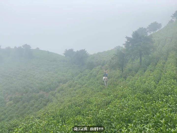 径山茶，早于龙井的名品，当代“陆羽”精选兰香老树茶