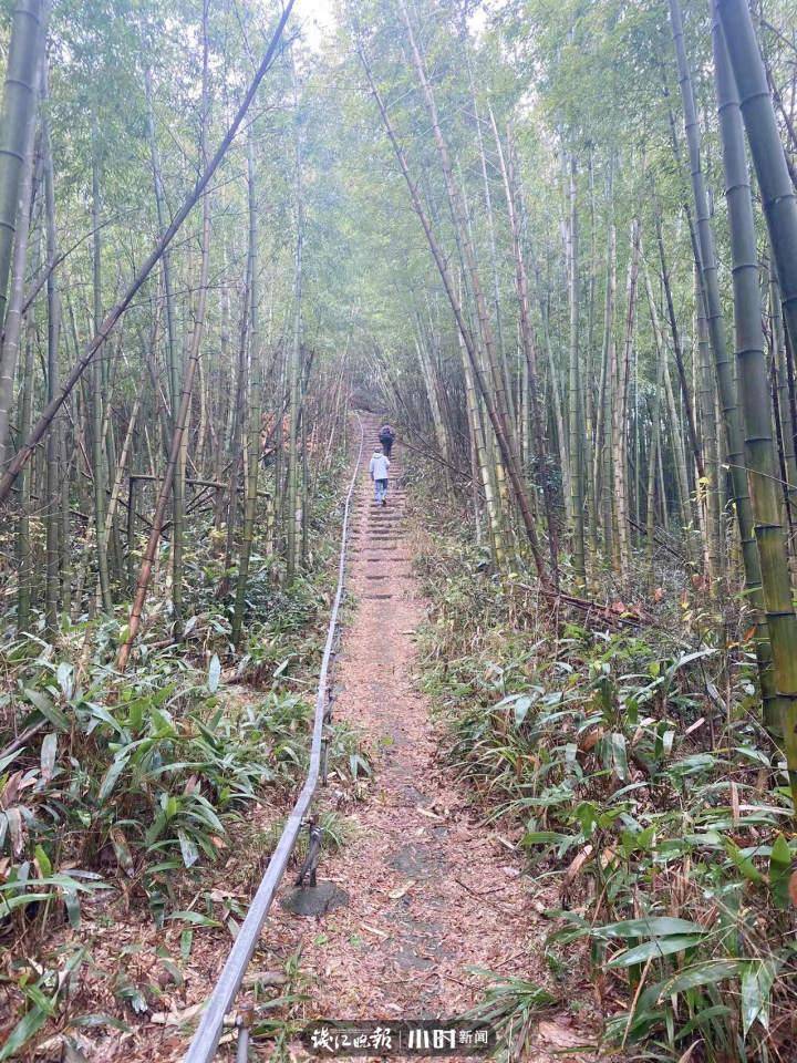 径山茶，早于龙井的名品，当代“陆羽”精选兰香老树茶