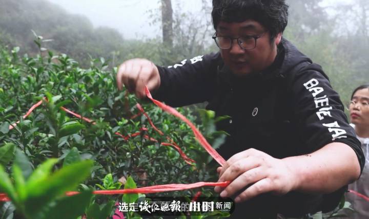 径山茶，早于龙井的名品，当代“陆羽”精选兰香老树茶