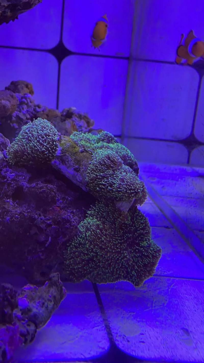 极速获取绿毛菇珊瑚最优采集路线