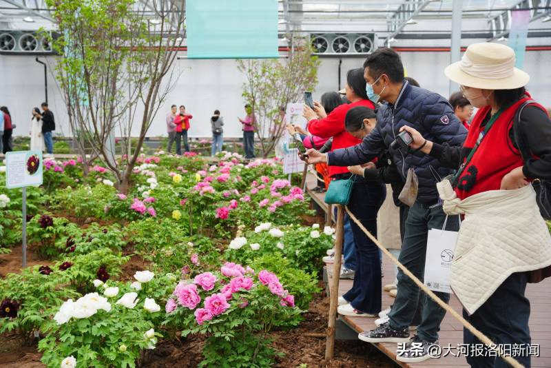 五一踏青指南，中国国花园牡丹盛放，赏花延续至中旬