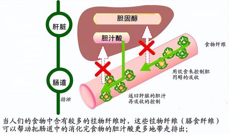 胆红素高是怎么回事？常见原因与潜在危害一览