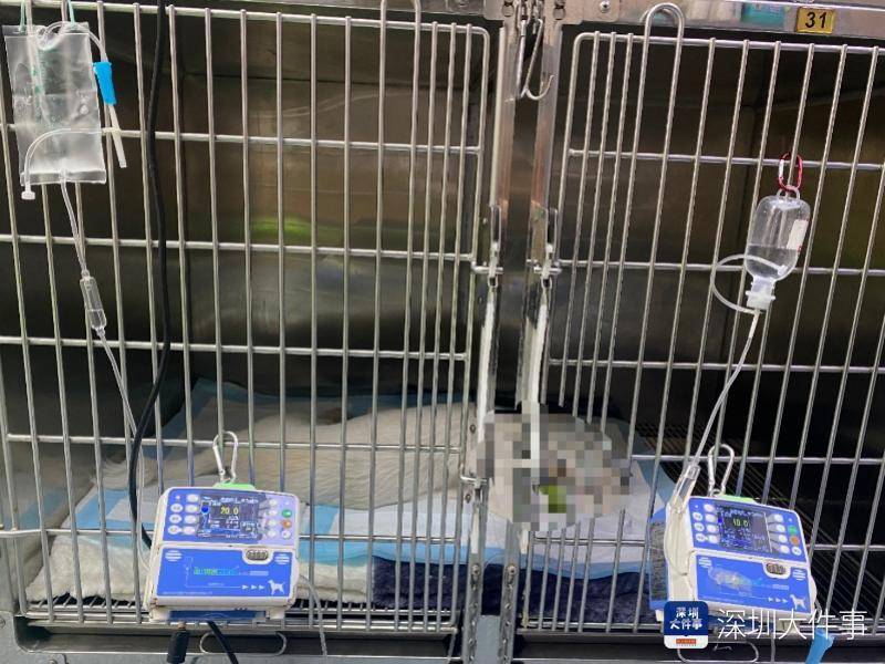 深圳市联合宠物医院视频引关注，宠物狗转诊后死亡遭疑，市监局调查中