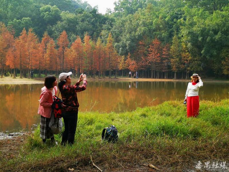 番禺大夫山森林公园，万株落羽杉绘就秋日画卷