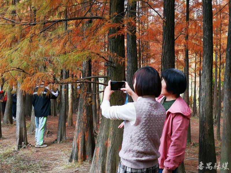 番禺大夫山森林公园，万株落羽杉绘就秋日画卷