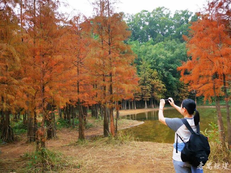 番禺大夫山森林公园，万株落羽杉绘就秋日画卷