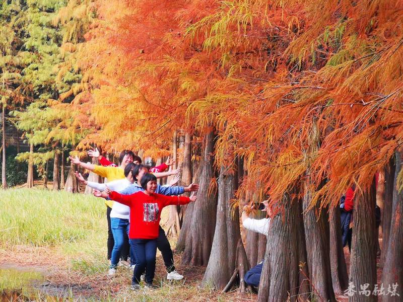 番禺大夫山森林公园，万株落羽杉绘就秋日画卷