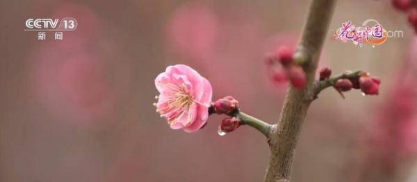 合肥花卉市场显春意 花团锦簇竞相绽放艳丽景致