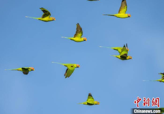 云南瑞丽花头鹦鹉种群达22只，创国内新高