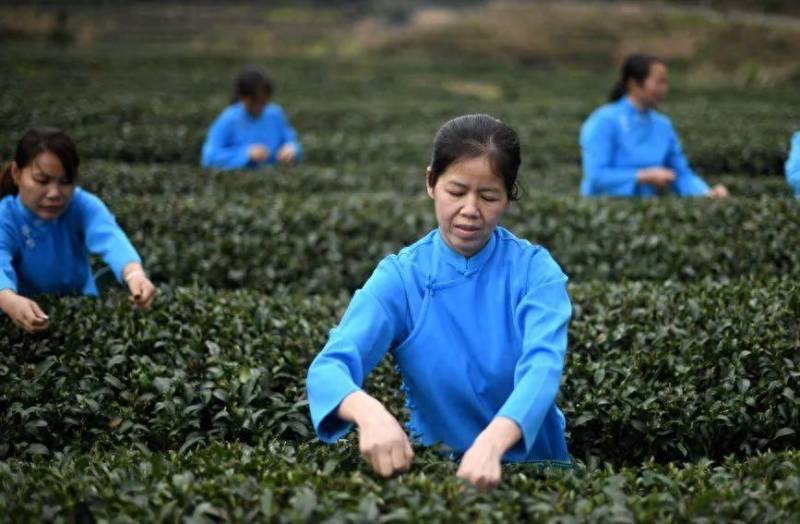 兴业山心镇，发挥生态优势 做强茶产业 助力乡村振兴