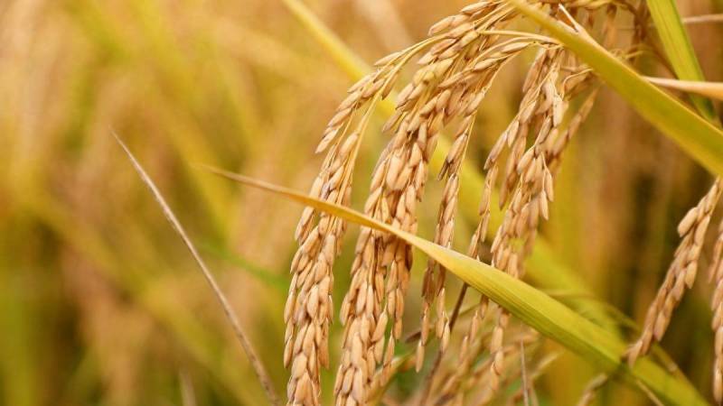 南京六合万亩稻田，风吹稻浪，底气十足的高标准农田
