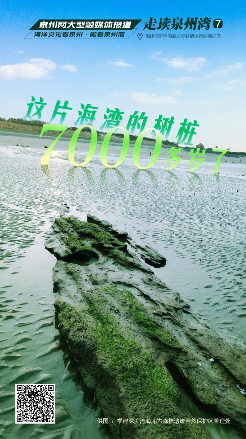 深沪湾古森林化石，7000岁树桩的海底秘境