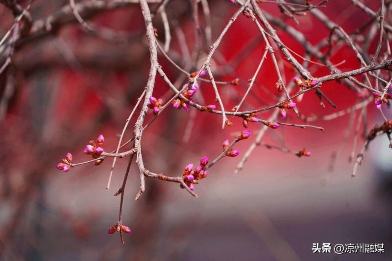 大家千呼万唤的甘肃旅游攻略来辣——赴一场历史的芳香之旅，不止是丹霞地貌