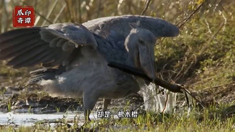 史前巨鸟鲸头鹳恐怖捕食，鸟界“二哈”的逆袭