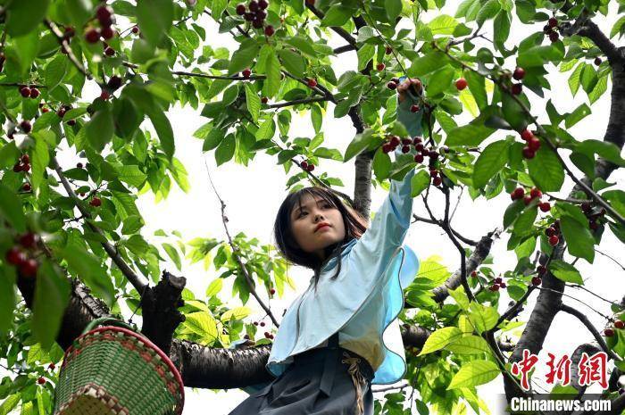 汶川甜樱桃，地方特色崛起 采摘节助力大产业繁荣